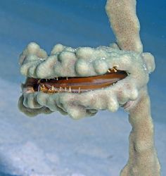 Scallop with encrusting sponge. Even though the scallop c... by Jim Chambers 